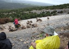 Vale gier   T.Bender : Spanje 2012 A2100 Tonie